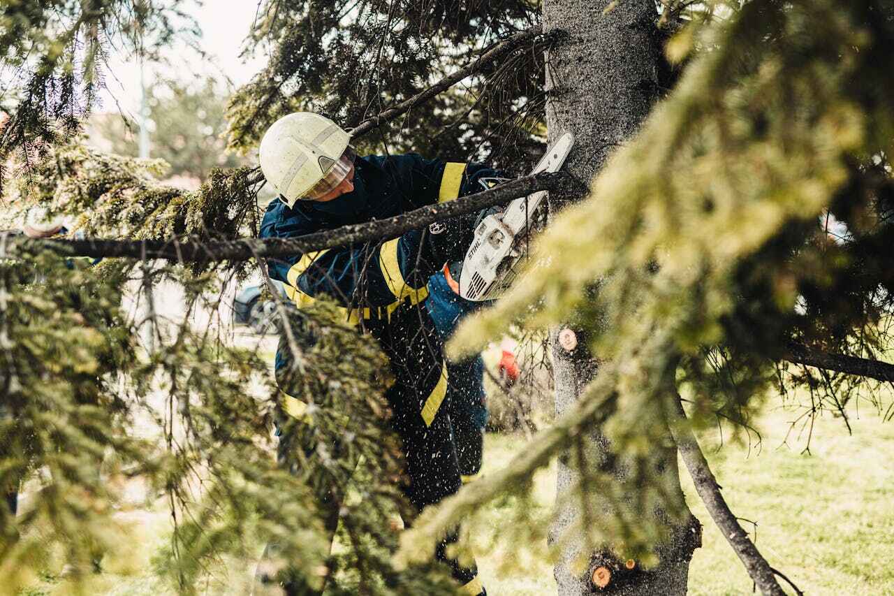 The Steps Involved in Our Tree Care Process in Garrett, TX